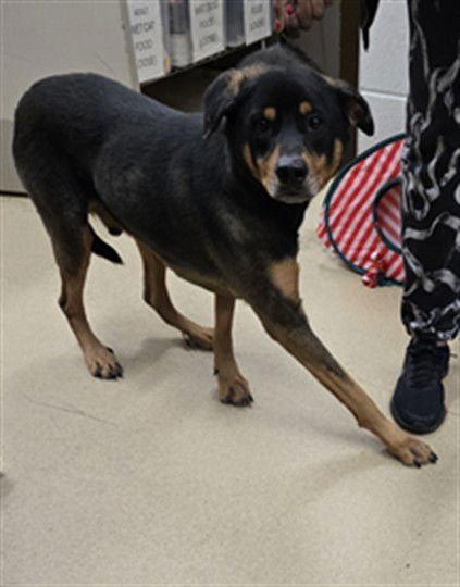*CHAMP - Rottweiler available for adoption