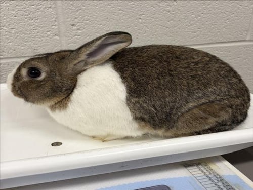 CHIZMO - Dutch available for adoption