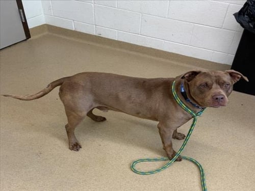 *HORATIO - American Pit Bull Terrier available for adoption