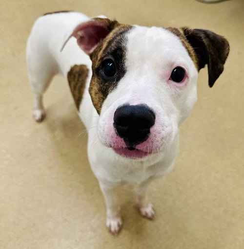 BLUE - American Pit Bull Terrier available for adoption