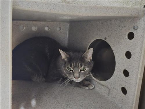 RANJO - Domestic Short Hair for adoption in Frederick