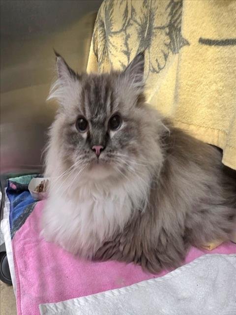 GABRIEL - Maine Coon / Persian available for adoption