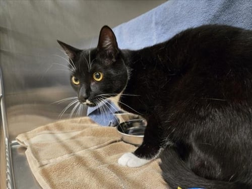 MONEY - Domestic Short Hair available for adoption