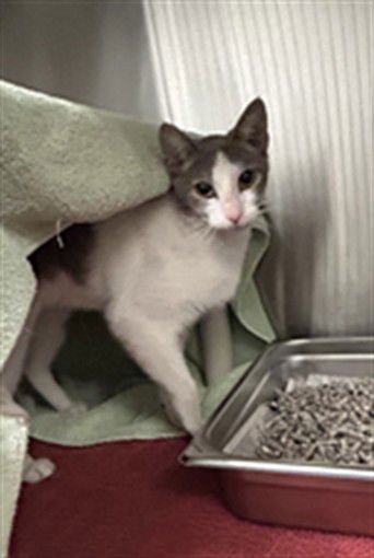 *AURORA - Domestic Short Hair available for adoption