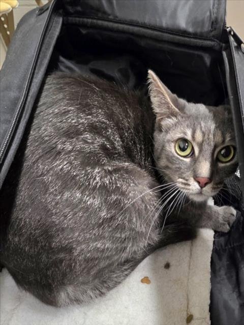 BIZ - Domestic Short Hair available for adoption
