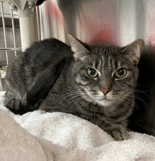 BIZ - Domestic Short Hair available for adoption