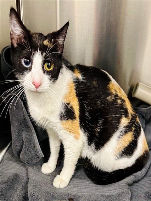 *SASH - Domestic Short Hair available for adoption