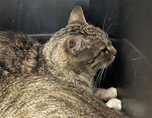 RAQUI - Domestic Short Hair available for adoption