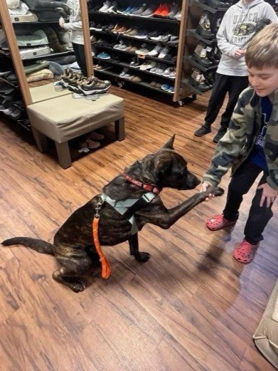 TYSON - Dutch Shepherd available for adoption