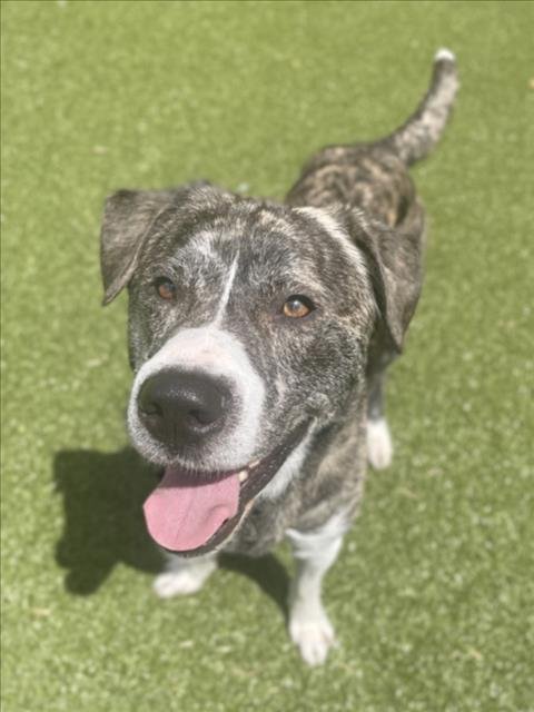 TITUS - Siberian Husky / American Pit Bull Terrier available for adoption