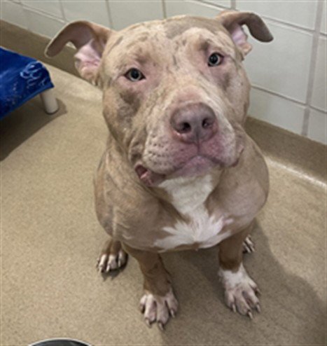 *DEUCE - American Pit Bull Terrier available for adoption