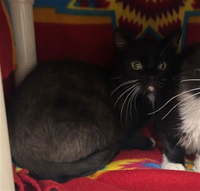 *GALE - Domestic Short Hair available for adoption