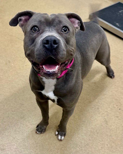 *WINNIE - American Staffordshire Terrier available for adoption