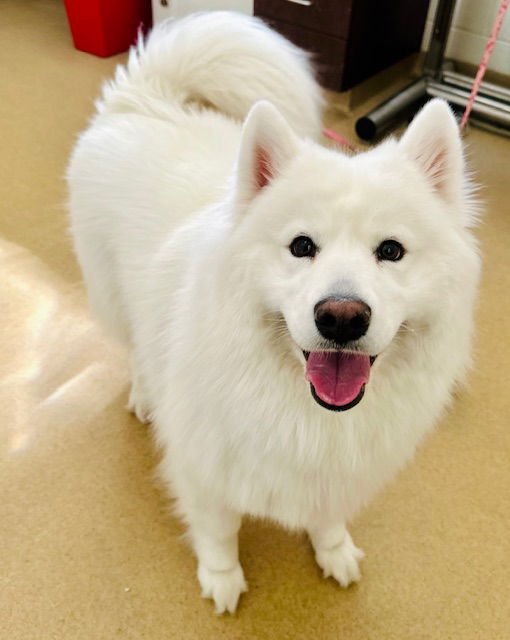 CRYSTAL - Samoyed available for adoption