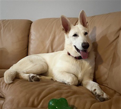 ROMEO - German Shepherd Dog available for adoption