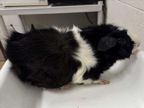DOUBLE STUF - Guinea Pig available for adoption