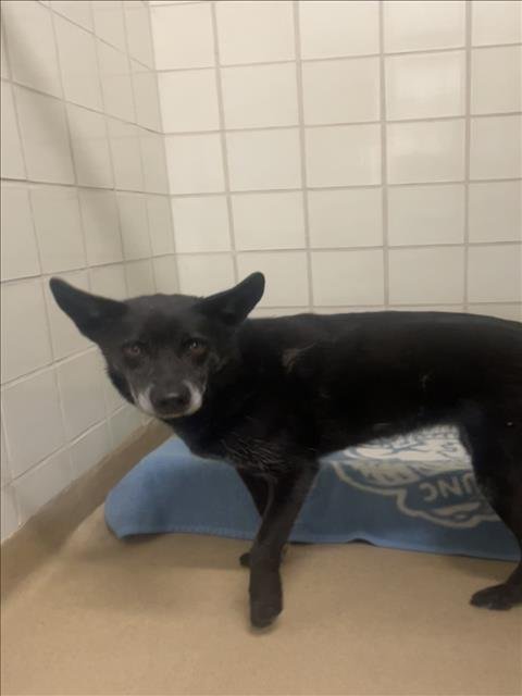 CHAILA - German Shepherd Dog available for adoption