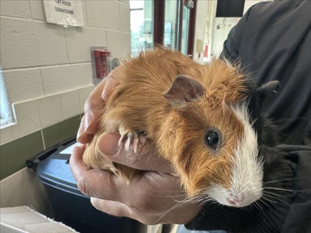 RANDY - Guinea Pig available for adoption