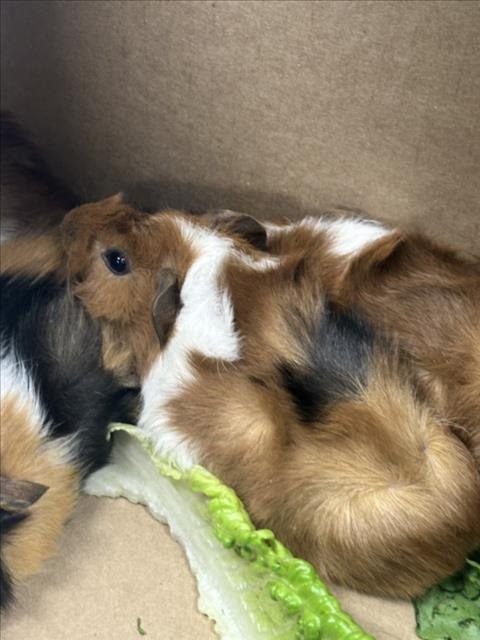 BAP - Guinea Pig available for adoption