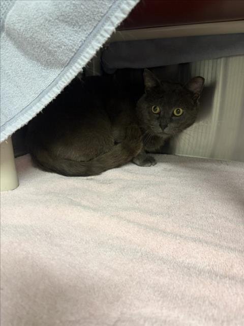 *RORI - Domestic Short Hair available for adoption