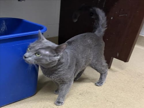 *MR. PRINGLES - Domestic Short Hair available for adoption