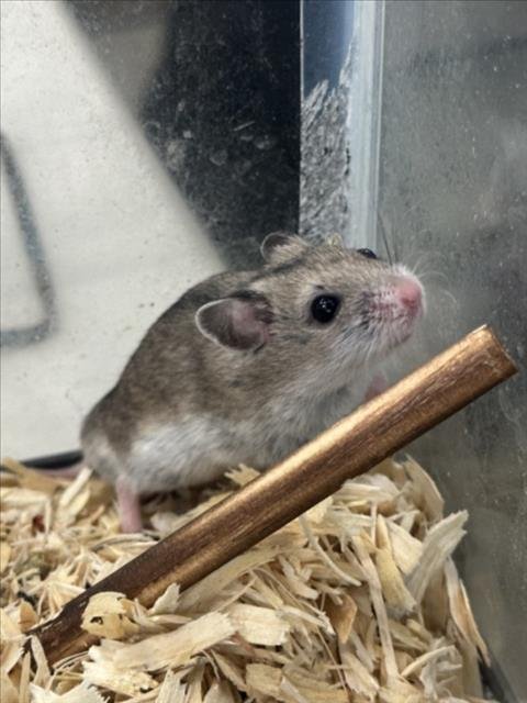 STU - Hamster available for adoption