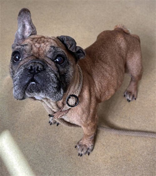 POOKIE - French Bulldog available for adoption