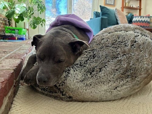 CUTIE - Blue Lacy available for adoption