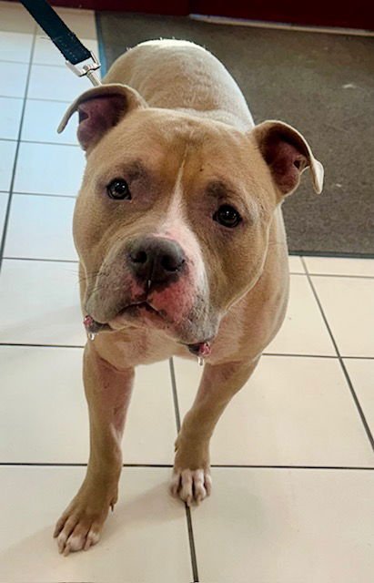 *HARRY - American Pit Bull Terrier available for adoption