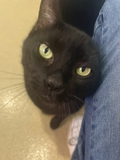 INKY - Domestic Short Hair available for adoption