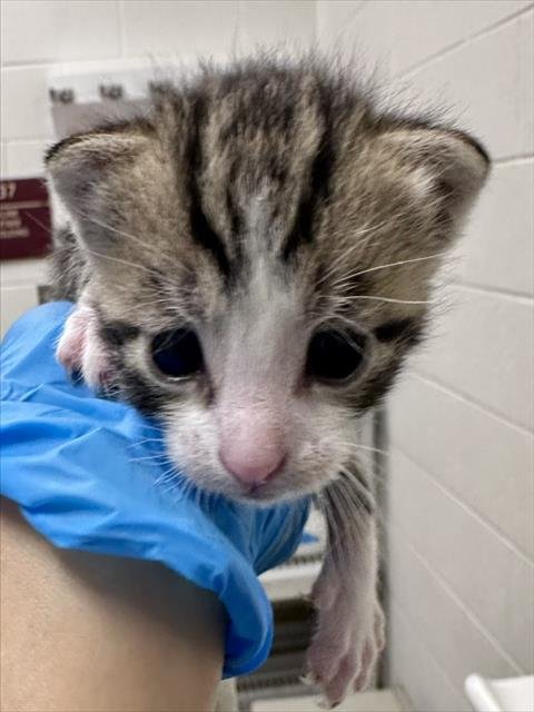 *ALOE - Domestic Short Hair available for adoption