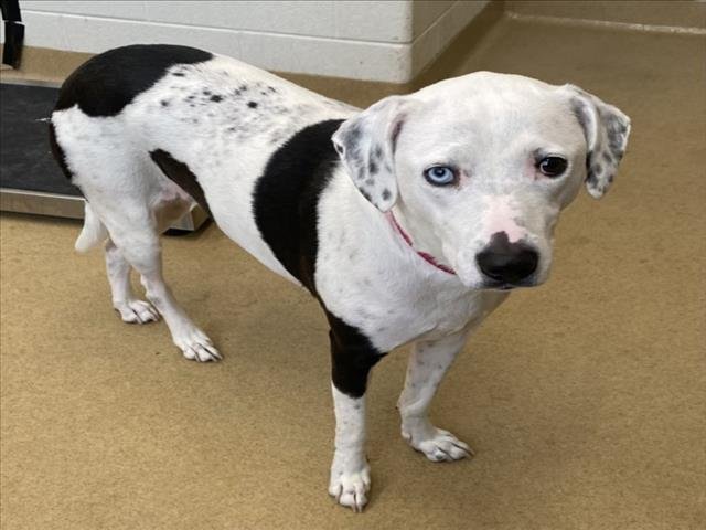 JOLIE - Dalmatian available for adoption