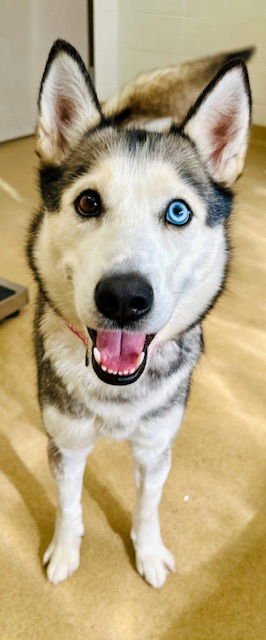 CONTESSA - Siberian Husky available for adoption