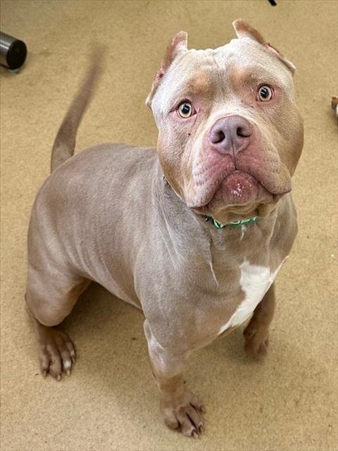 GHOST - American Bulldog available for adoption