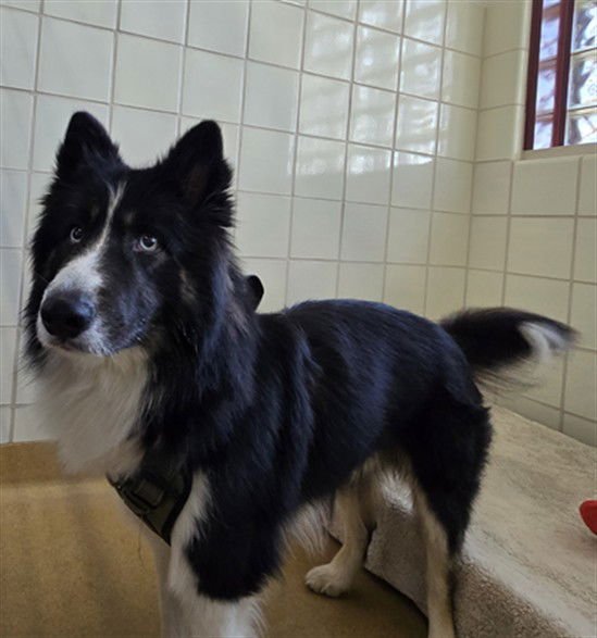 FLAPJACK - Husky / Australian Shepherd available for adoption