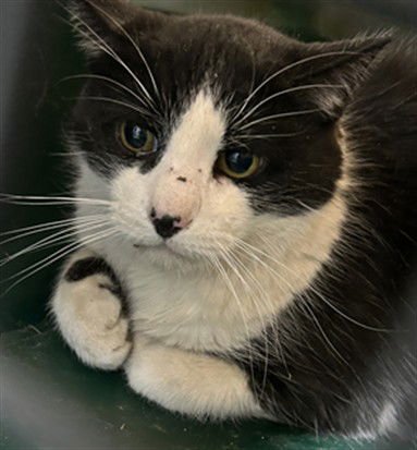 ELWOOD - Domestic Short Hair available for adoption