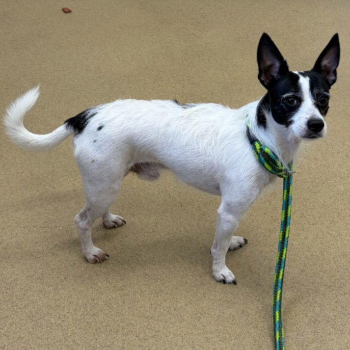 *GIANCARLO - Chihuahua / Jack Russell Terrier (Parson Russell Terrier) available for adoption