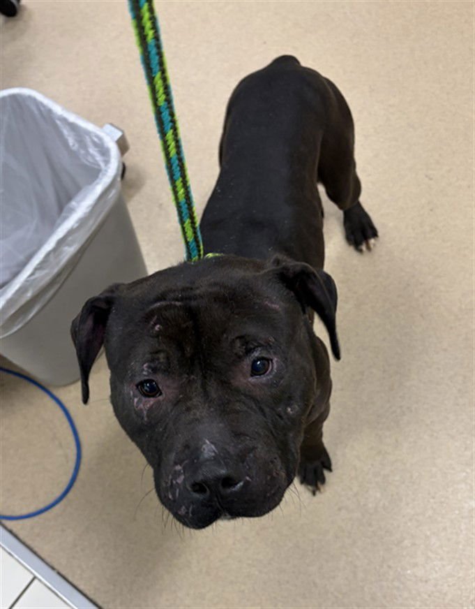 JOWOW - American Pit Bull Terrier available for adoption