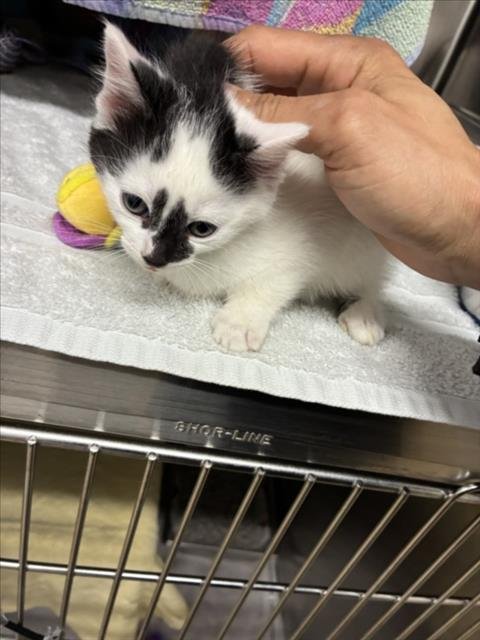 BARB - Domestic Short Hair available for adoption