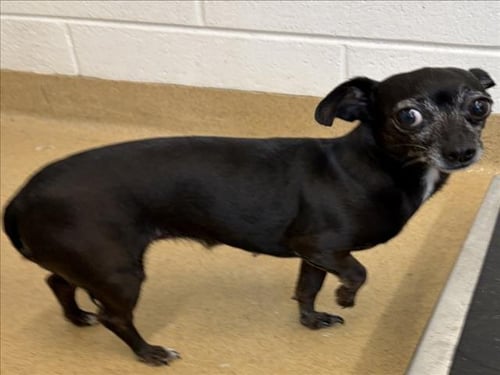 *NOLA - Chihuahua available for adoption