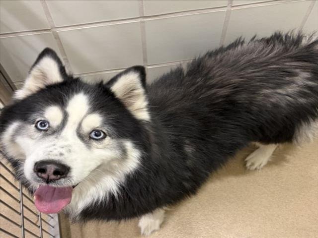ZEUS - Husky available for adoption