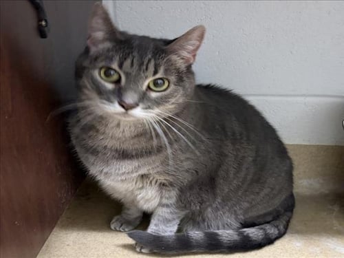 HATTIE - Domestic Short Hair available for adoption