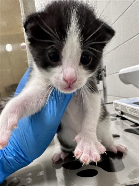 *ALFALFA - Domestic Short Hair available for adoption