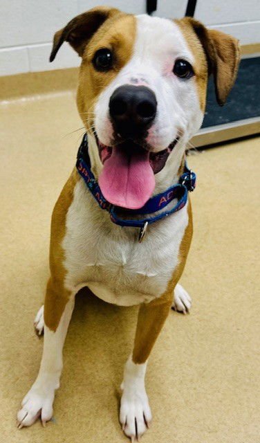 *KANGAROO - American Foxhound available for adoption