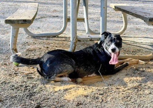 THUNDA - Labrador Retriever available for adoption