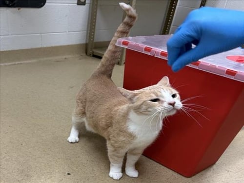*PEACH COBBLER - Domestic Short Hair available for adoption