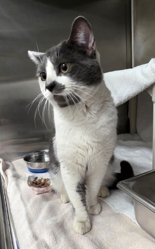 *DANNY - Domestic Short Hair available for adoption