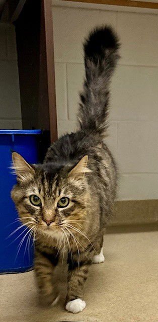 *PUMBAA - Domestic Long Hair available for adoption