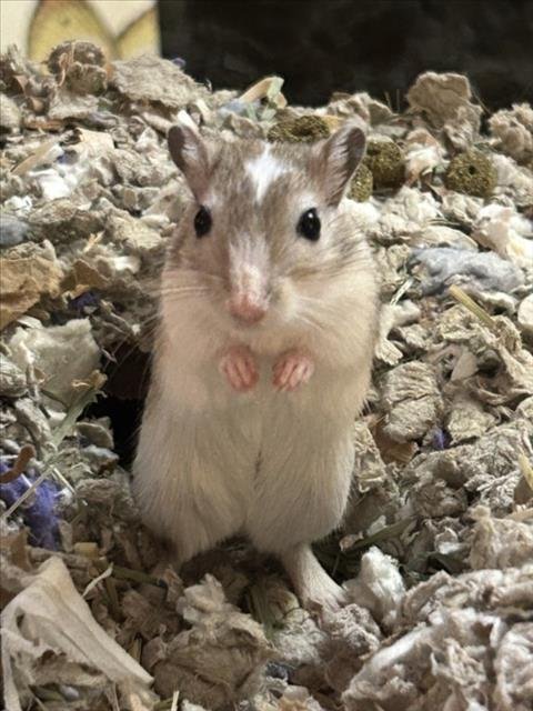 *NERF - Gerbil available for adoption