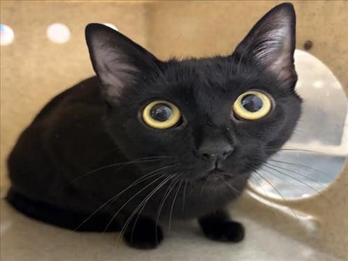 *BROCCOLI - Domestic Short Hair available for adoption